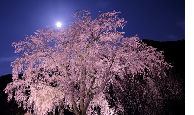 Takeshita Weeping Cherry Tree