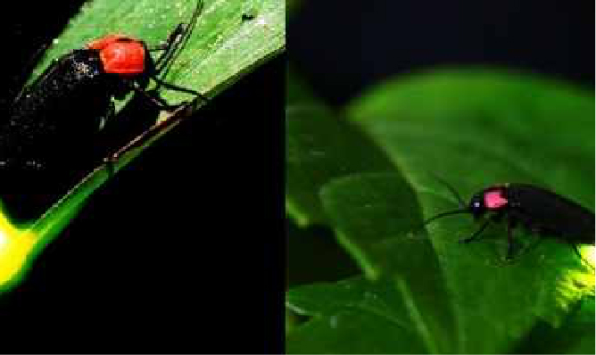 Fireflies (Mid-June to Mid-July)