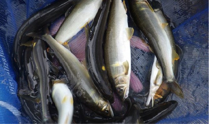 釣り(水内川漁協)